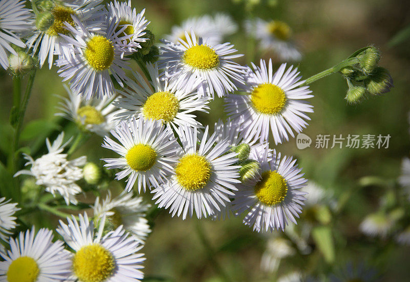 雏菊Fleabane -野花